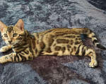Кошки в Анапе: Бенгальский котенок Мальчик, 18 000 руб. - фото 1
