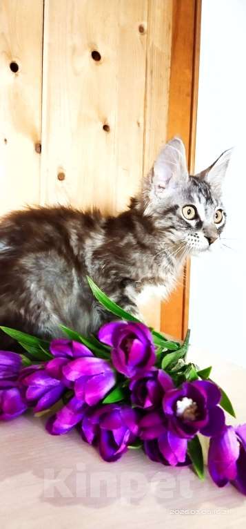 Кошки в Челябинске: 🔥🔥🔥 КОТЕНОК МЕЙН-КУН ДЕВОЧКА Девочка, 10 000 руб. - фото 5