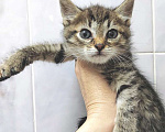 Кошки в Калуге: Разноцветные карапузики. Котята 2 мес в добрые руки. Мальчик, Бесплатно - фото 5