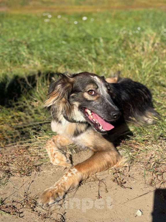Собаки в Москве: Мистер улыбка Мультик Мальчик, Бесплатно - фото 5