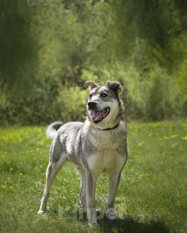 Собаки в Москве: Милый оптимист Джек ищет дом Мальчик, Бесплатно - фото 9