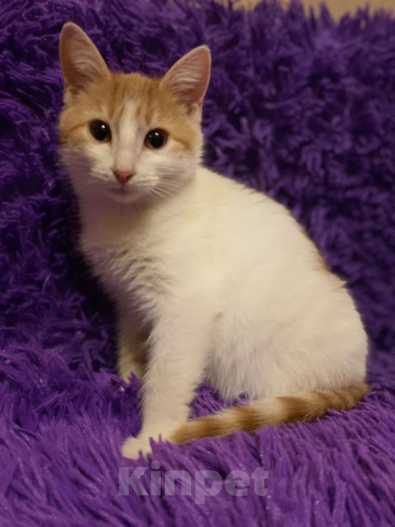 Кошки в Москве: Диана, 3 месяца, в добрые руки Девочка, Бесплатно - фото 8