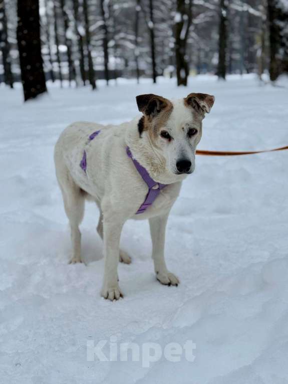 Собаки в Москве: Мотя ищет дом и заботливую семью! 🏡  Девочка, Бесплатно - фото 7