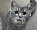 Кошки в Люберцах: Британский котёнок  Мальчик, 25 000 руб. - фото 2