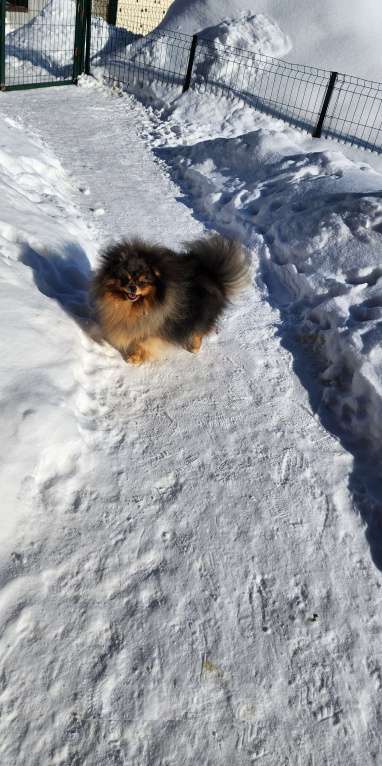 Собаки в Москве: Померанский шпиц девочка эксклюзивный окрас Девочка, 10 000 руб. - фото 3