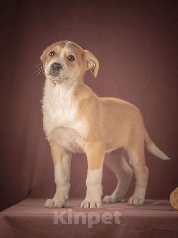 Собаки в Клине: Амиго — общительный и смышлёный парень, который хочет поскорее начать радовать своего человека Мальчик, Бесплатно - фото 2