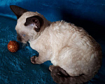 Кошки в Болхове: Котята корниш рекс, 25 000 руб. - фото 5