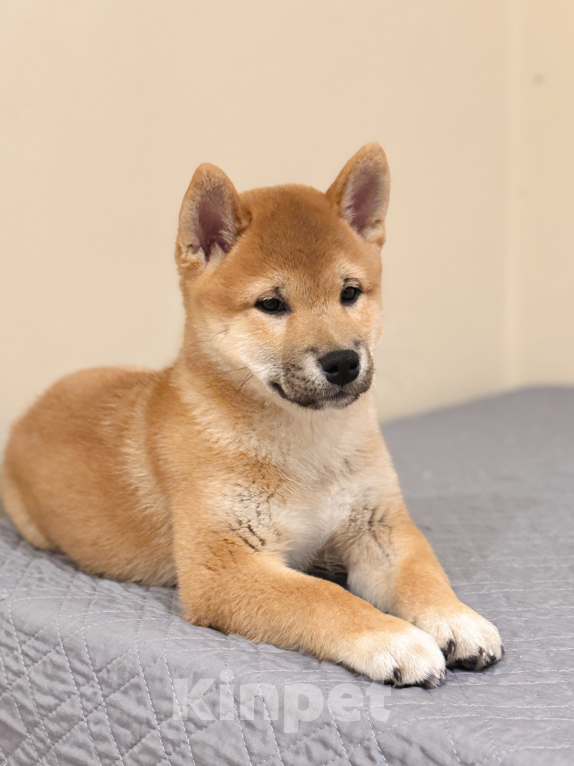 Собаки в Туле: Сиба Ину щенок от родителей чемпионов Мальчик, 90 000 руб. - фото 4
