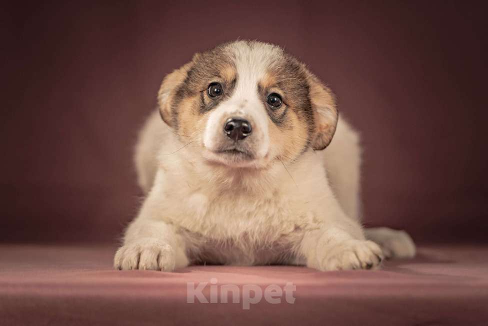 Собаки в Клине: Буэно — ласковый медвежонок с глазами-пуговками, который станет самым преданным и любимым питомцем Мальчик, Бесплатно - фото 10