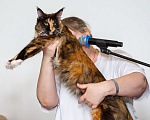 Кошки в Бору: Котенок мэйн кун, девочка Девочка, 40 000 руб. - фото 5