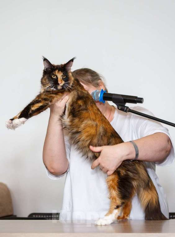 Кошки в Бору: Котенок мэйн кун, девочка Девочка, 40 000 руб. - фото 5