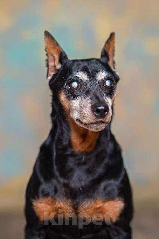 Собаки в Москве: Слепая цвергпинчер Пино в добрые руки Девочка, 1 руб. - фото 2