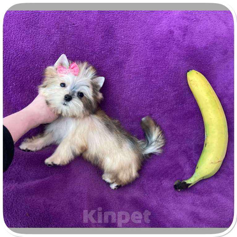 Собаки в Москве: Голддаст йорк золотая девочка мини Девочка, 85 000 руб. - фото 3