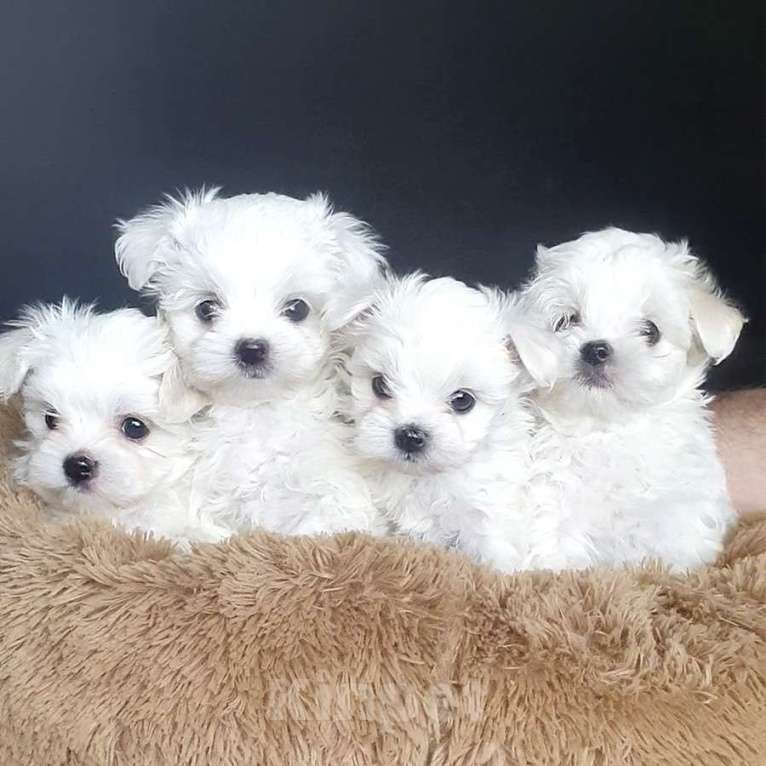 Собаки в Зеленограде: Мальтезе мальчики мини и стандарт Мальчик, 50 000 руб. - фото 3