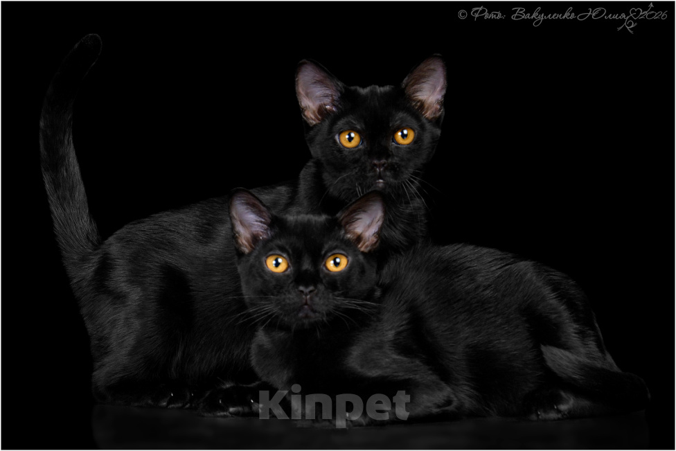 Кошки в Ростове-на-Дону: Котята породы Бомбей Мальчик, Бесплатно - фото 3