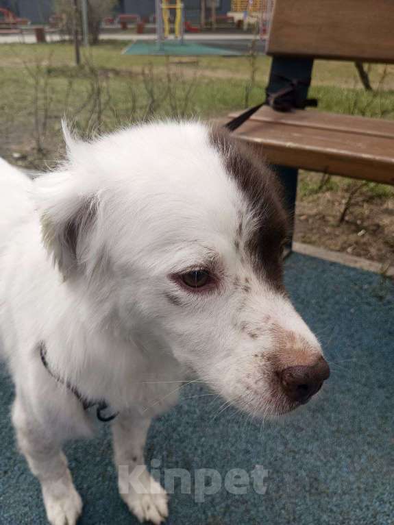 Собаки в Москве: Ласковый пёс в добрые руки Мальчик, Бесплатно - фото 2