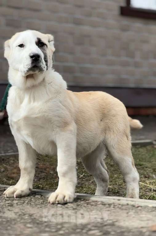Собаки в Москве: Щенок Среднеазиатской овчарки Девочка, Бесплатно - фото 3