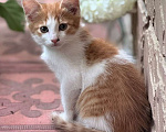 Кошки в Ногинске: Котята ищут дом Девочка, Бесплатно - фото 4