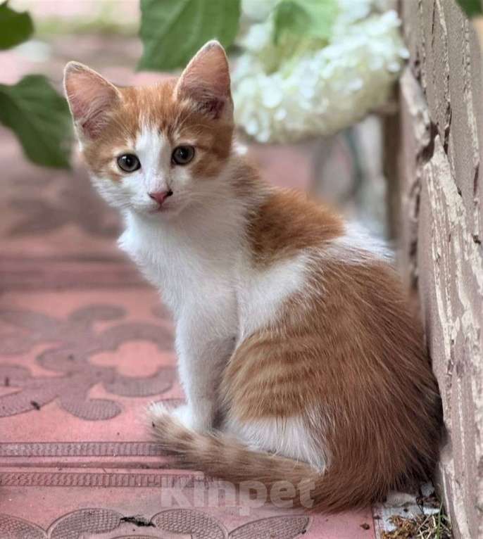 Кошки в Ногинске: Котята ищут дом Девочка, Бесплатно - фото 4