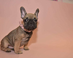 Собаки в Москве: Девочка французского бульдога  Девочка, 50 000 руб. - фото 6