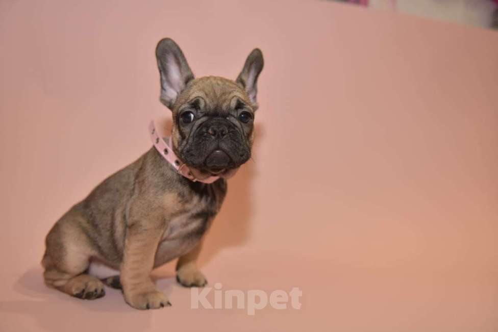 Собаки в Москве: Девочка французского бульдога  Девочка, 50 000 руб. - фото 6