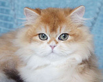 Кошки в Владивостоке: Длинношерстный мальчик. Британский котенок Мальчик, 60 000 руб. - фото 4
