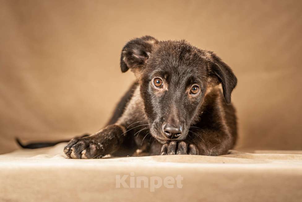 Собаки в Клине: Нэйт — нежный и чуткий мальчик Мальчик, Бесплатно - фото 2