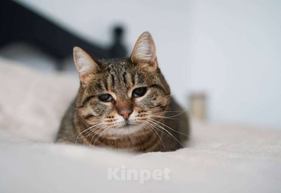 Кошки в Москве: Кошечка Соня ищет дом!  Девочка, Бесплатно - фото 1