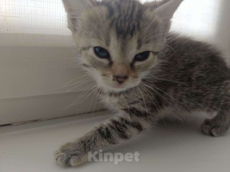 Кошки в Москве: Антистресс 2  Девочка, Бесплатно - фото 3