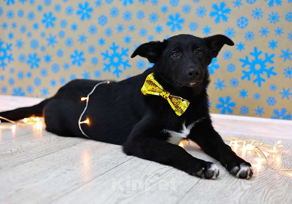 Собаки в Москве: Щенки бесплатно в Москве Мальчик, Бесплатно - фото 5