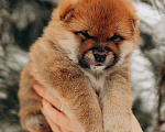 Собаки в Москве: Малыш сиба для бронирования Мальчик, 80 000 руб. - фото 2