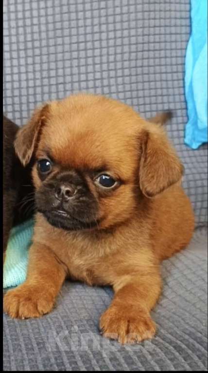 Собаки в Москве: Мальчик малого брабансона Мальчик, 40 000 руб. - фото 1