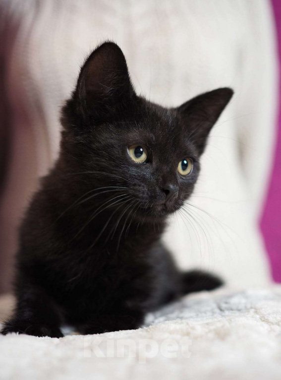 Кошки в Москве: Котёнок Фуджи в добрые руки  Мальчик, Бесплатно - фото 4