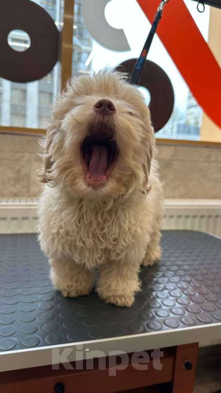 Собаки в Москве: Русская цветная болонка Мальчик, 40 000 руб. - фото 2