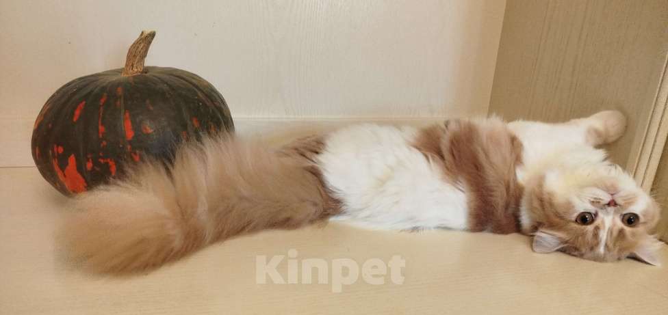 Кошки в Валдае: Кошечка- принцесса из помета победителя выставки Девочка, 30 000 руб. - фото 4