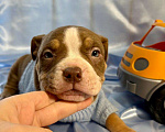 Собаки в Москве: Американский булли щенок Мальчик, 100 000 руб. - фото 1