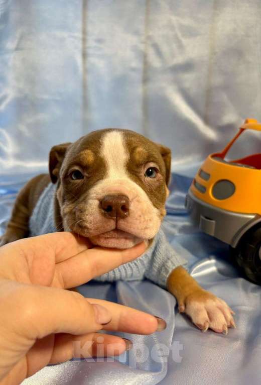 Собаки в Москве: Американский булли щенок Мальчик, 100 000 руб. - фото 1