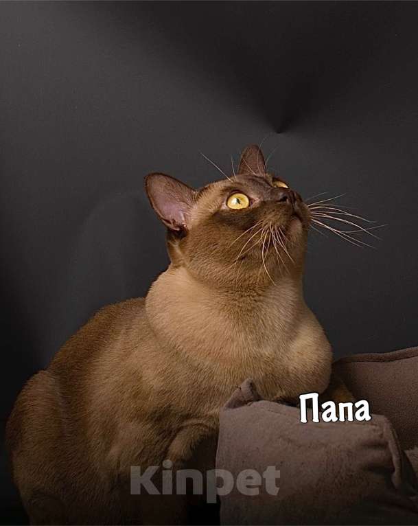 Кошки в Москве: Бурманские котята Девочка, 60 000 руб. - фото 4