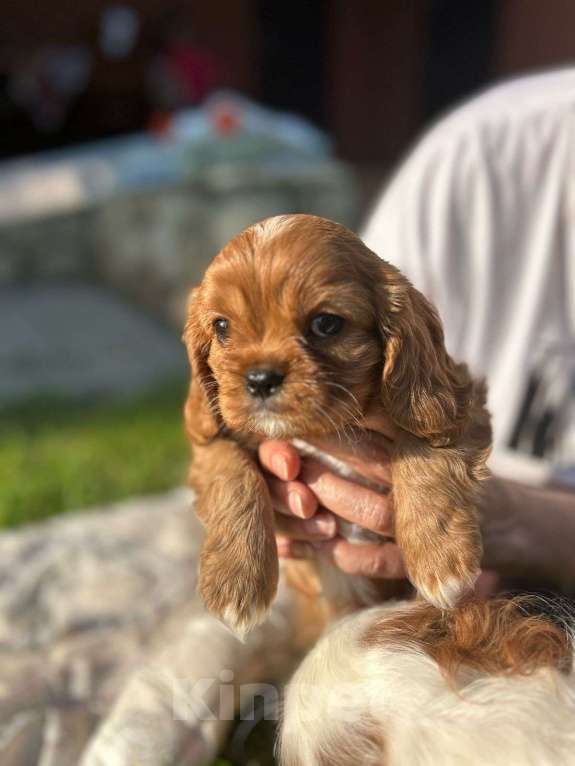 Собаки в Тольятти: Кавалер Кинг Чарльз спаниель щенок  Мальчик, 100 000 руб. - фото 4