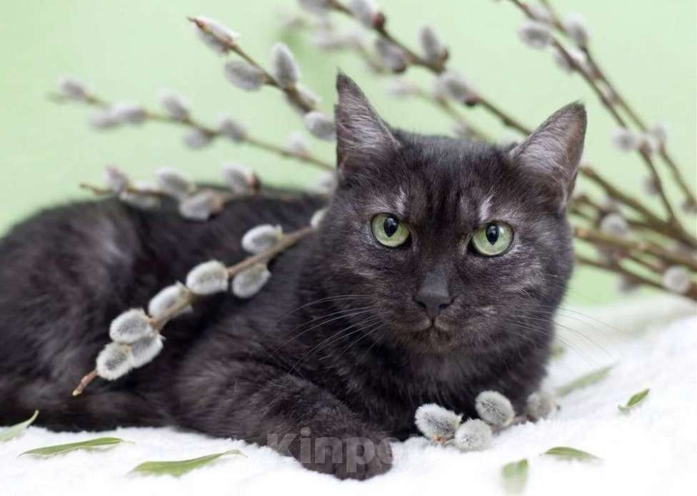 Кошки в Москве: Черная красавица Таги Девочка, Бесплатно - фото 3