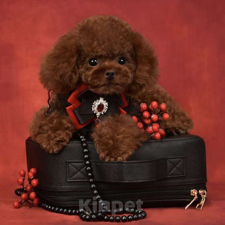 Собаки в Москве: Тикап Тедди Пудель для вязок Мальчик, 30 000 руб. - фото 5