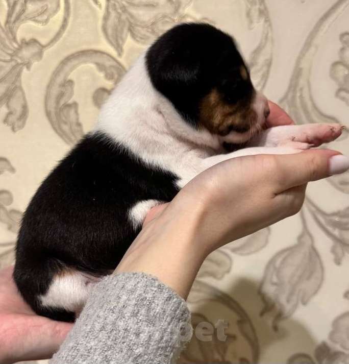 Собаки в Москве: Прекрасная малышка Басенджи Девочка, 90 000 руб. - фото 5