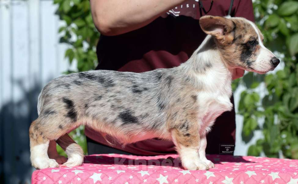 Собаки в Москве: Вельш корги кардиган  Мальчик, 80 000 руб. - фото 2