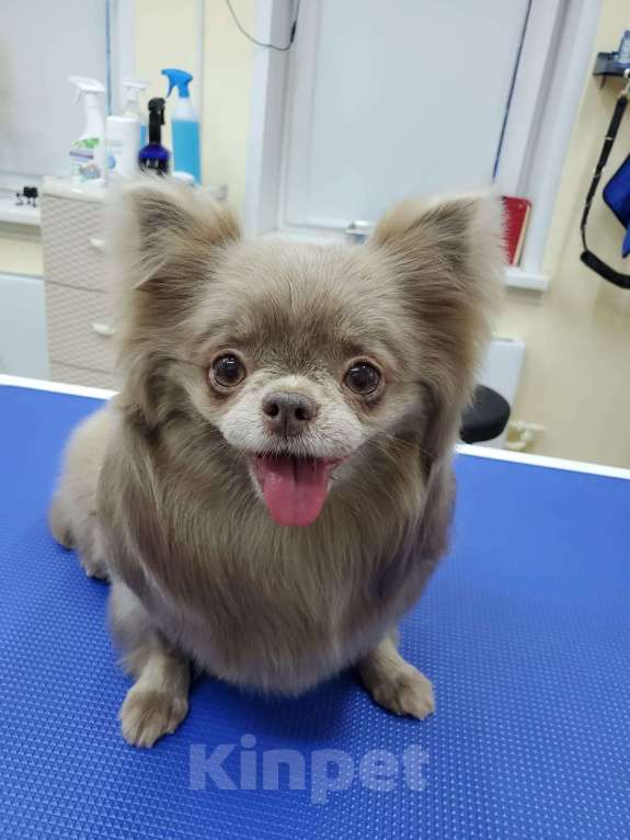 Собаки в Москве: Пристройство Девочка, Бесплатно - фото 1