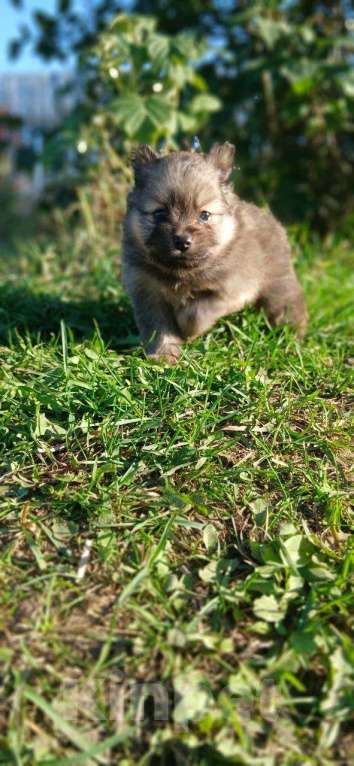 Собаки в Перми: Немецкий шпиц мини Девочка, 20 000 руб. - фото 5