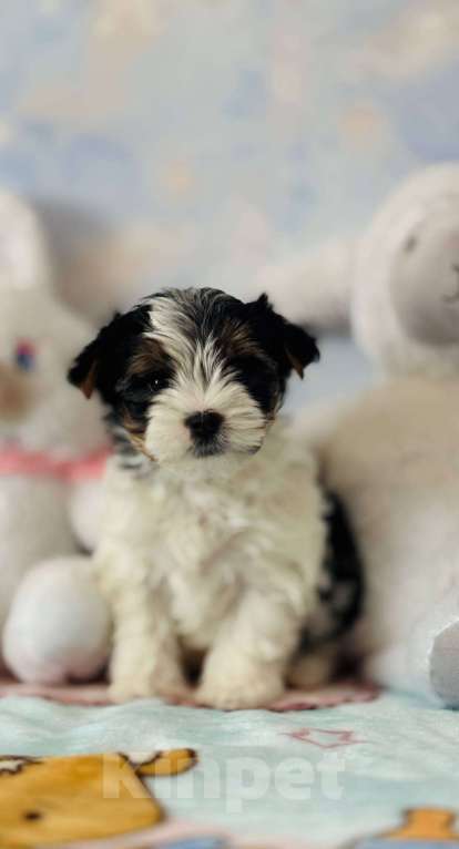 Собаки в Краснодаре: Милая девочка бивер терьера в питомнике  Девочка, 65 000 руб. - фото 1