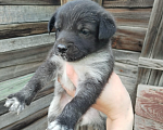 Собаки в Балашове: Девочка, месяц отроду  Девочка, Бесплатно - фото 1