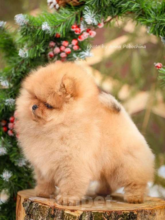 Собаки в других городах Московской области: Померанский шпиц щенок мальчик оранж Мальчик, 100 000 руб. - фото 6