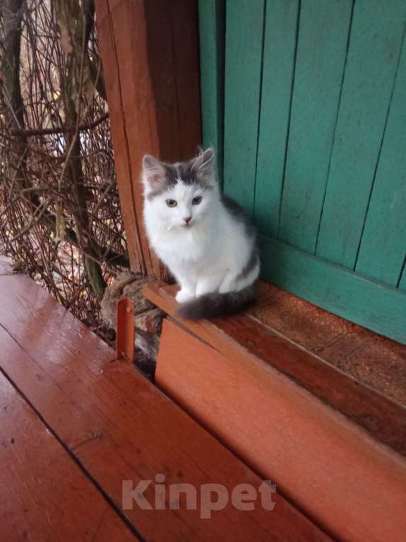 Кошки в Брянске: В добрые руки Девочка, Бесплатно - фото 1