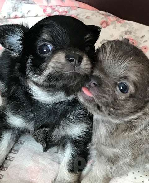 Собаки в Мичуринске: чихуахуа яркая красивая девочка  Девочка, 25 000 руб. - фото 2